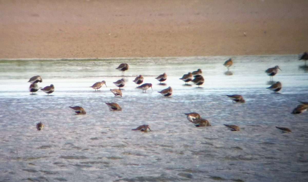 Broad-billed Sandpiper - ML251235061