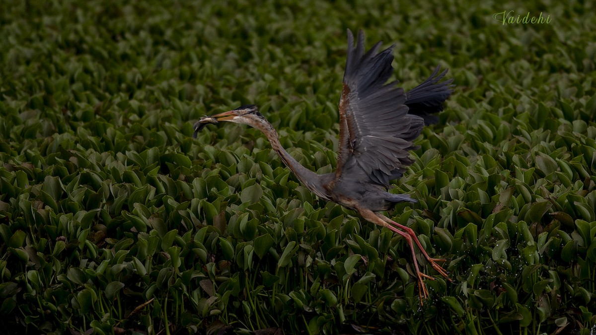 Purple Heron - Vaidehi  Gunjal