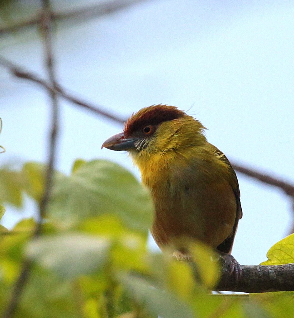 Rufous-browed Peppershrike (Yellow-backed) - ML251235781