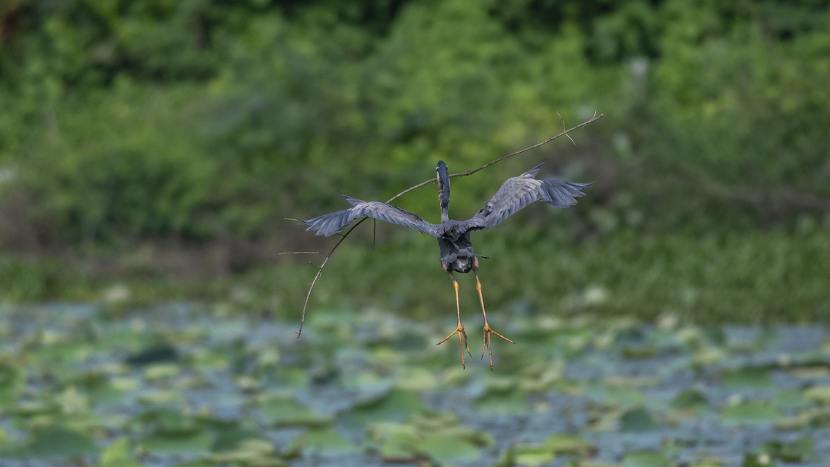 Purple Heron - ML251235851