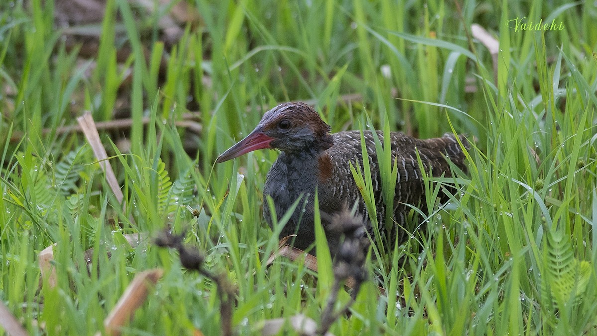 Slaty-breasted Rail - ML251235931