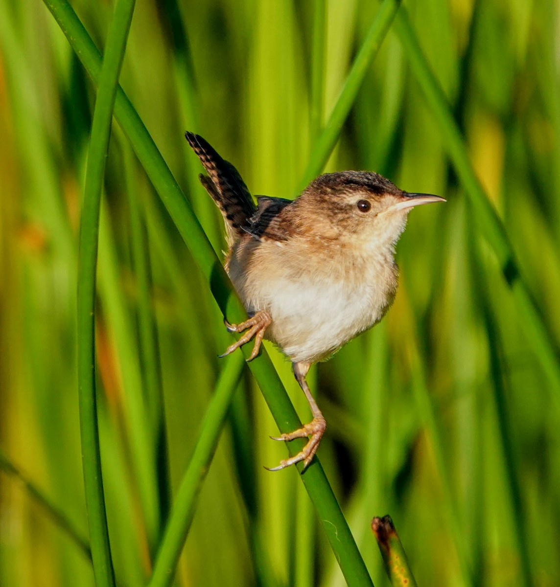 Marsh Wren - Clem Nilan