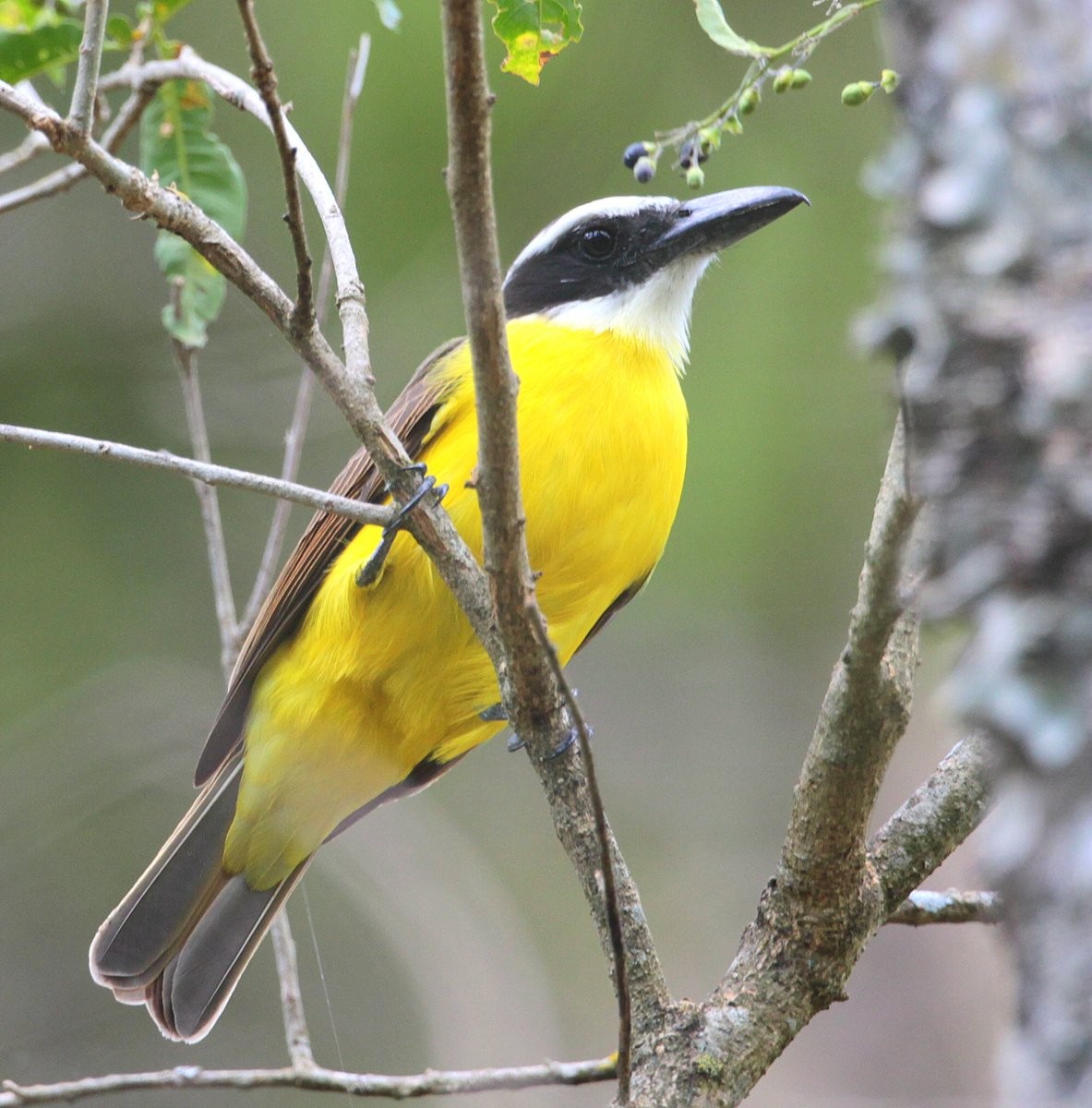 Bienteveo Pitanguá (chrysogaster) - ML251240171