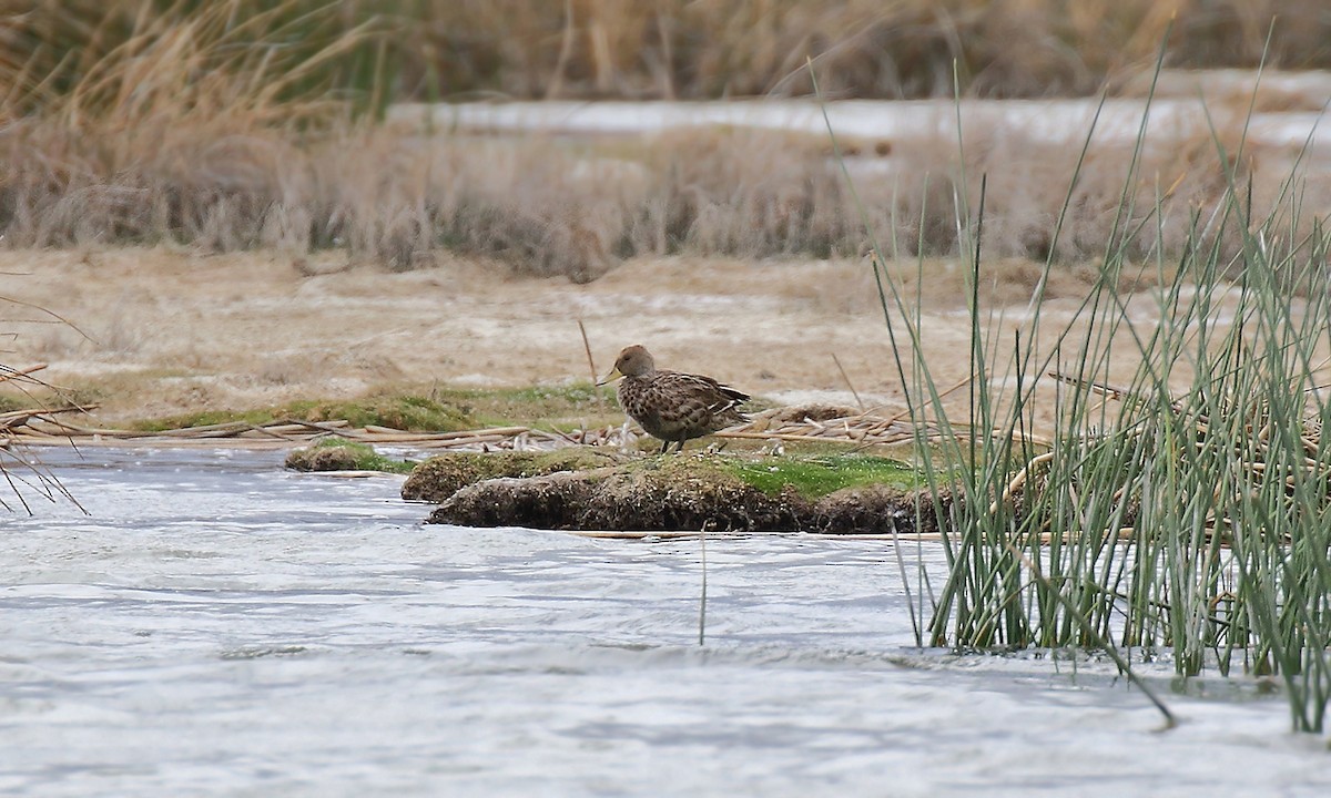 Yellow-billed Pintail - ML251240411