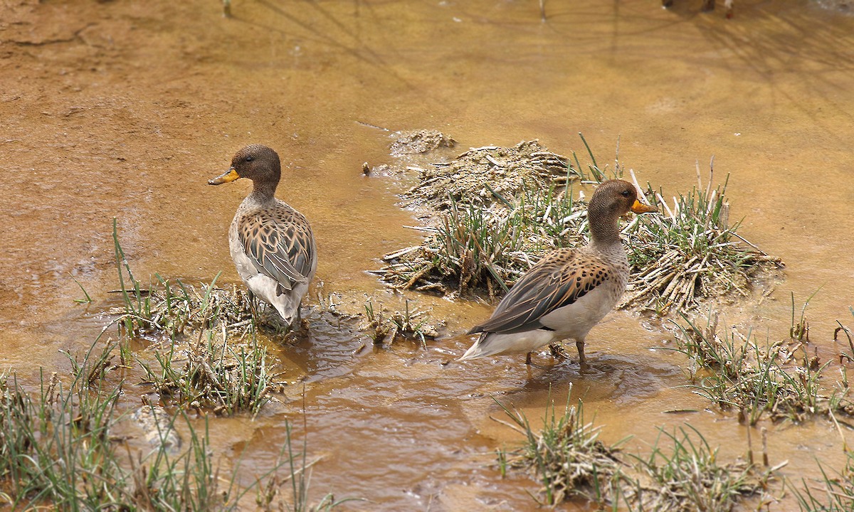 Yellow-billed Teal - ML251240451