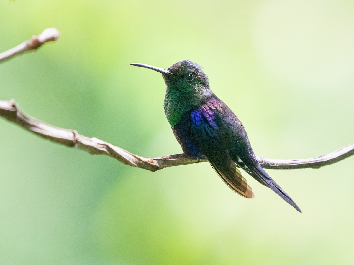 Violettkronennymphe (Green-crowned Woodnymph) - ML251240491