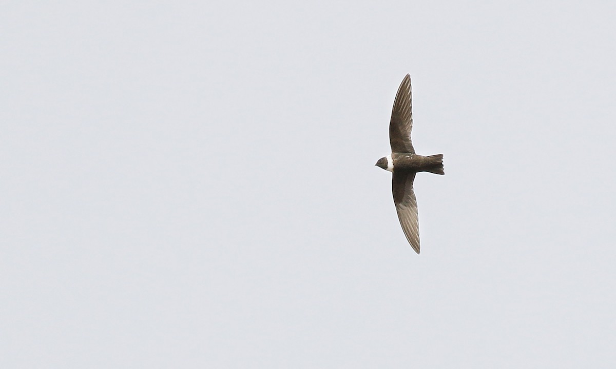 White-collared Swift - ML251240501