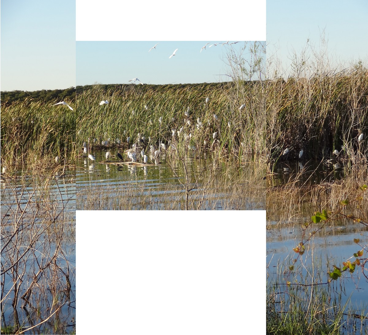 Western Cattle-Egret - ML25124071