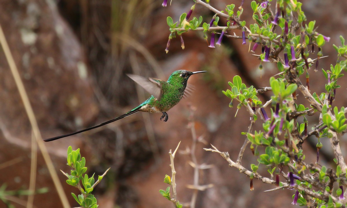 Colibrí Colilargo Menor - ML251240791