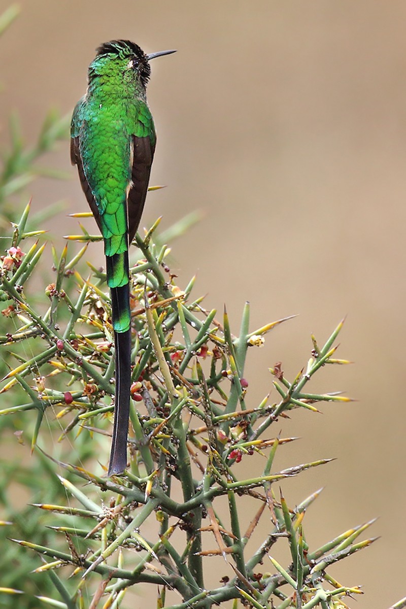 Yeşil Kuyruklu Kolibri - ML251241101