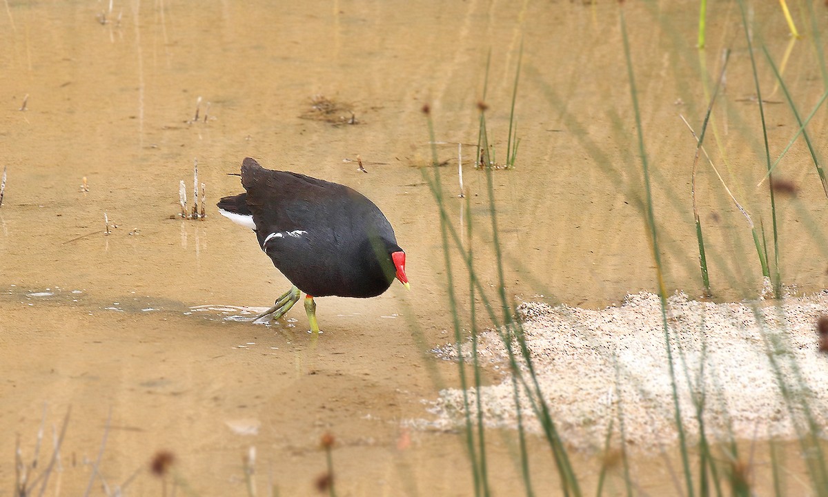 Gallinule d'Amérique - ML251241401