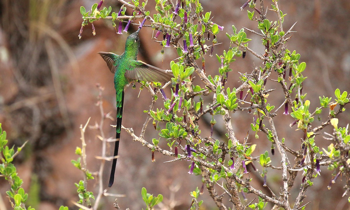 Yeşil Kuyruklu Kolibri - ML251241471