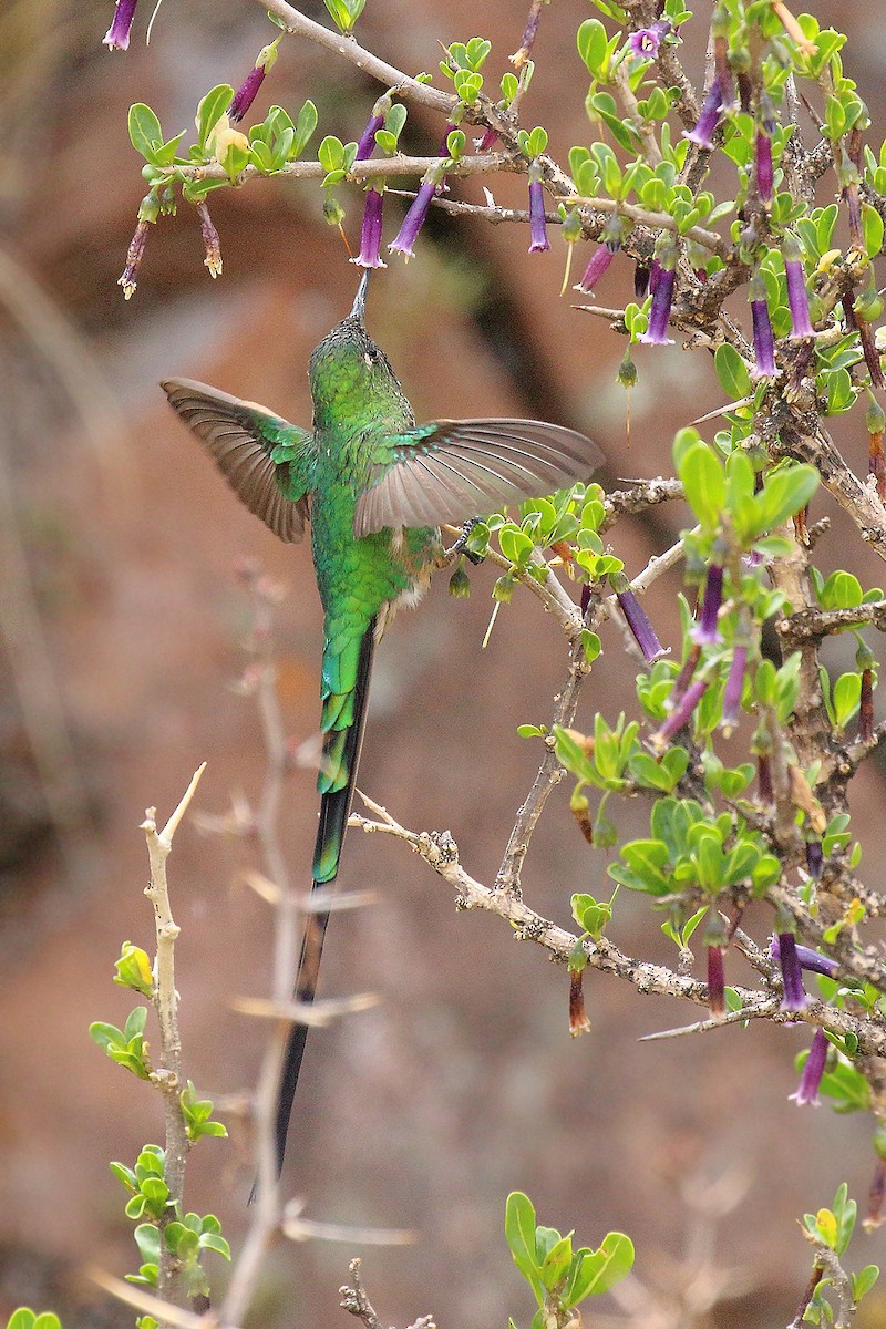 Yeşil Kuyruklu Kolibri - ML251241811