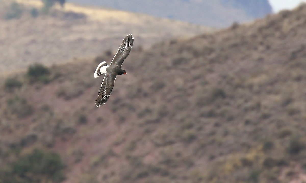 Caracara montagnard - ML251241861