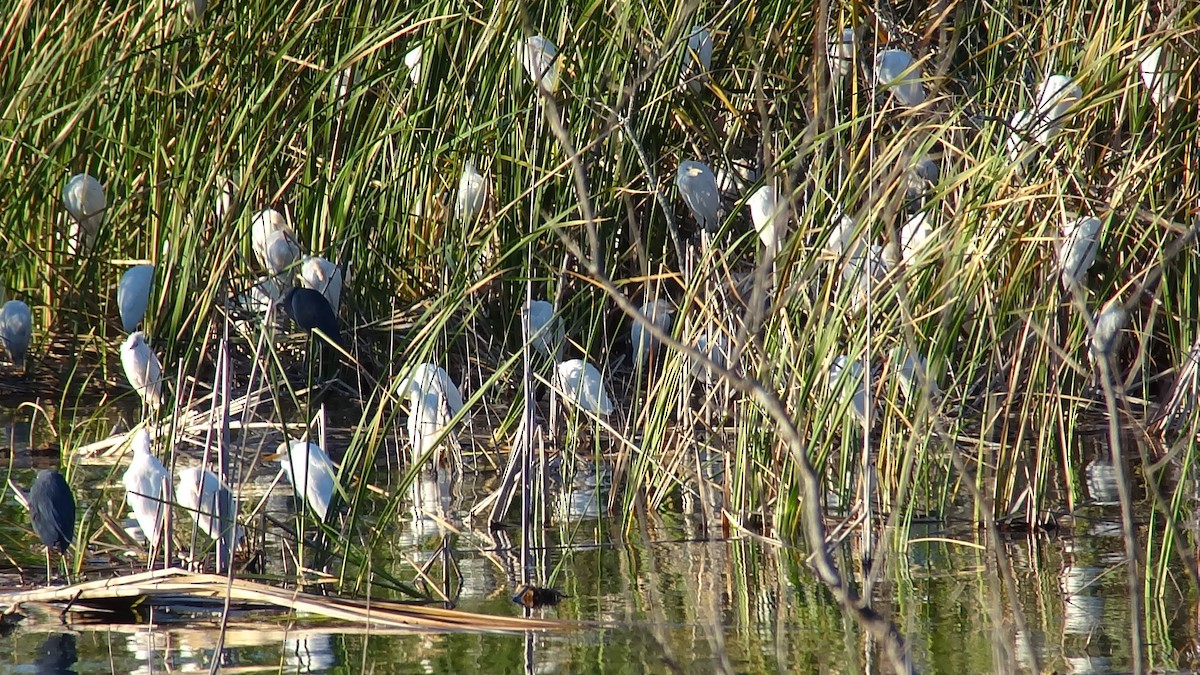 Western Cattle-Egret - ML25124201