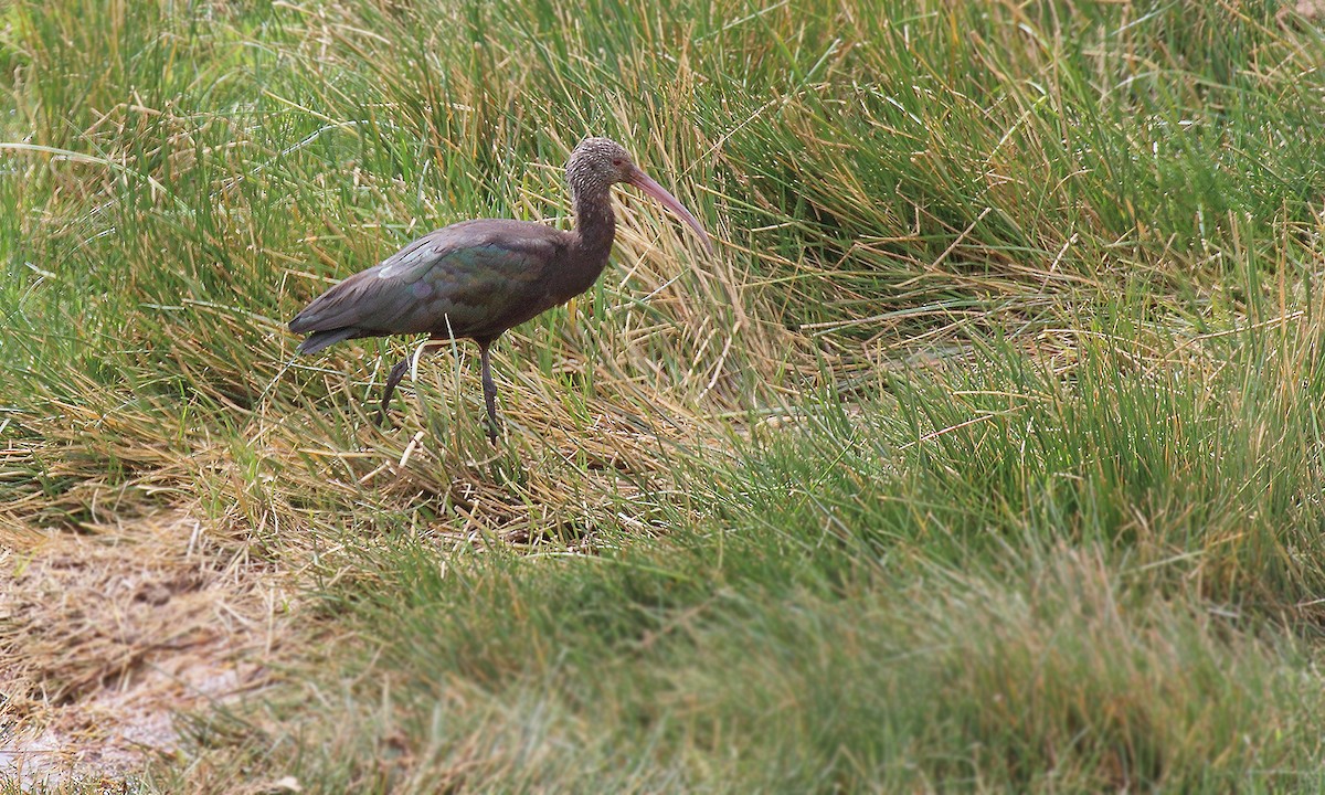 ibis andský - ML251242321