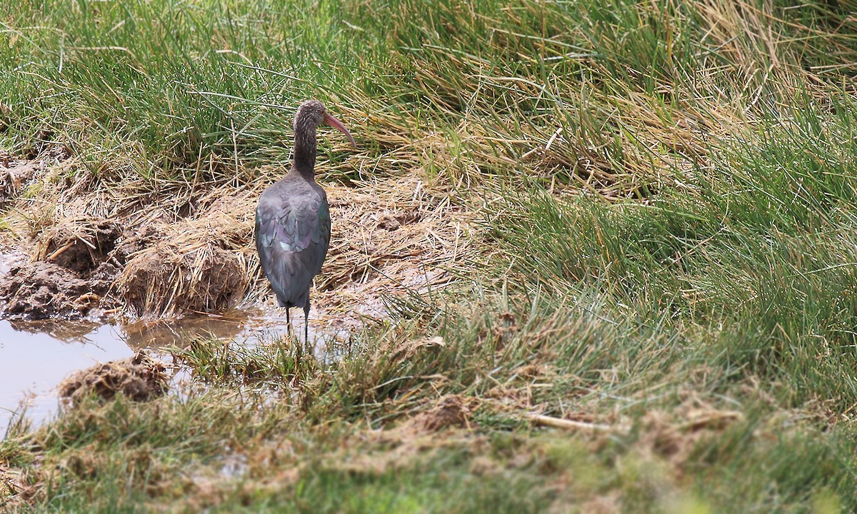 ibis andský - ML251242351