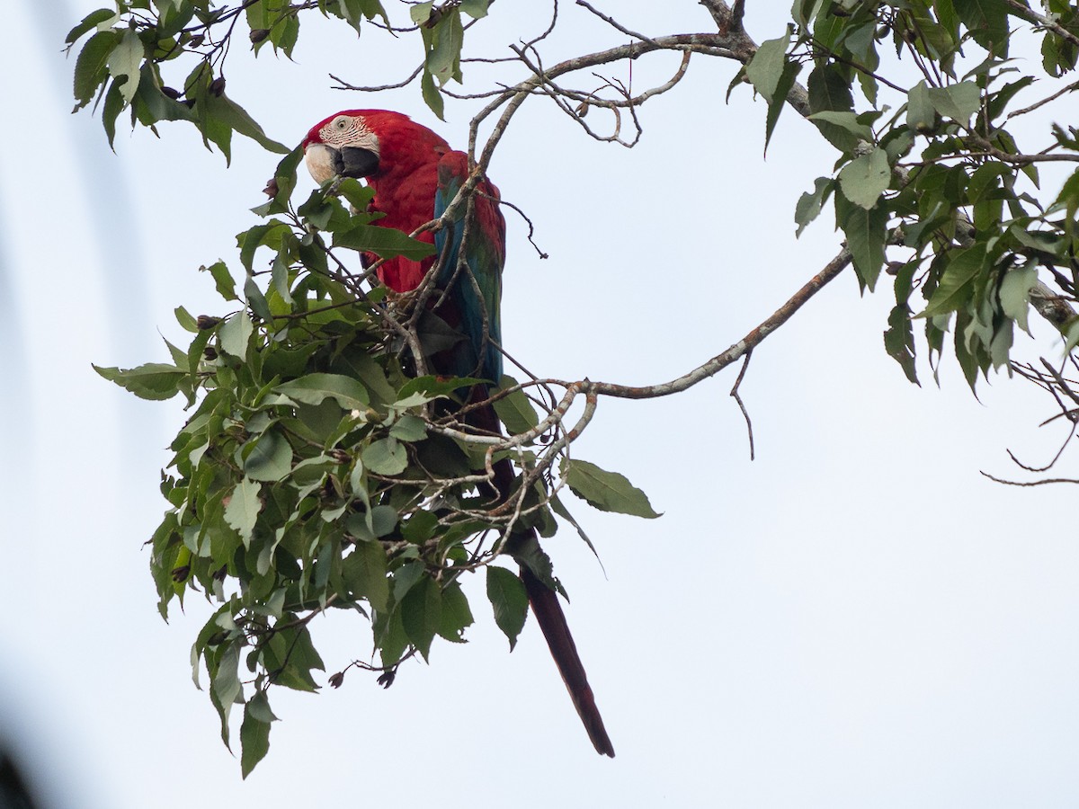 Red-and-green Macaw - ML251242681