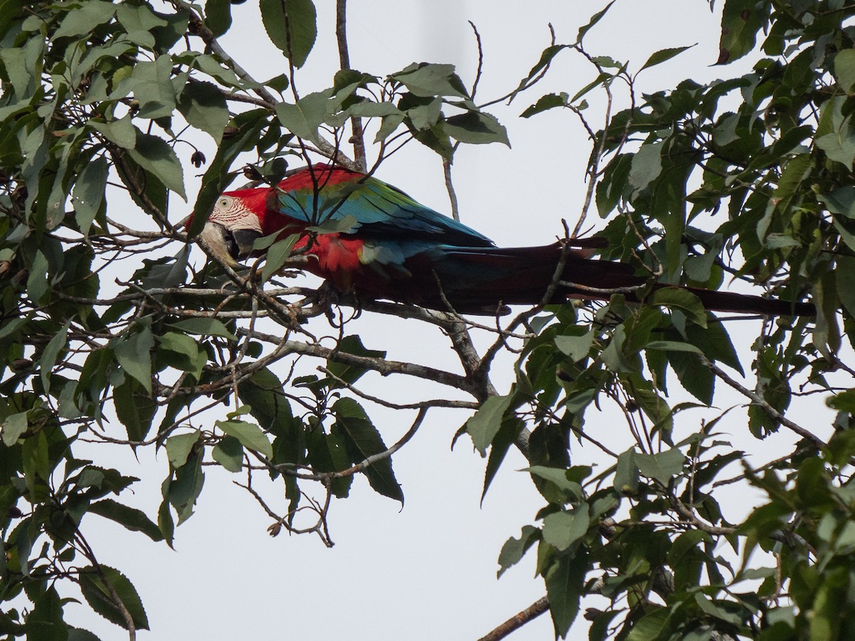 Red-and-green Macaw - ML251242711