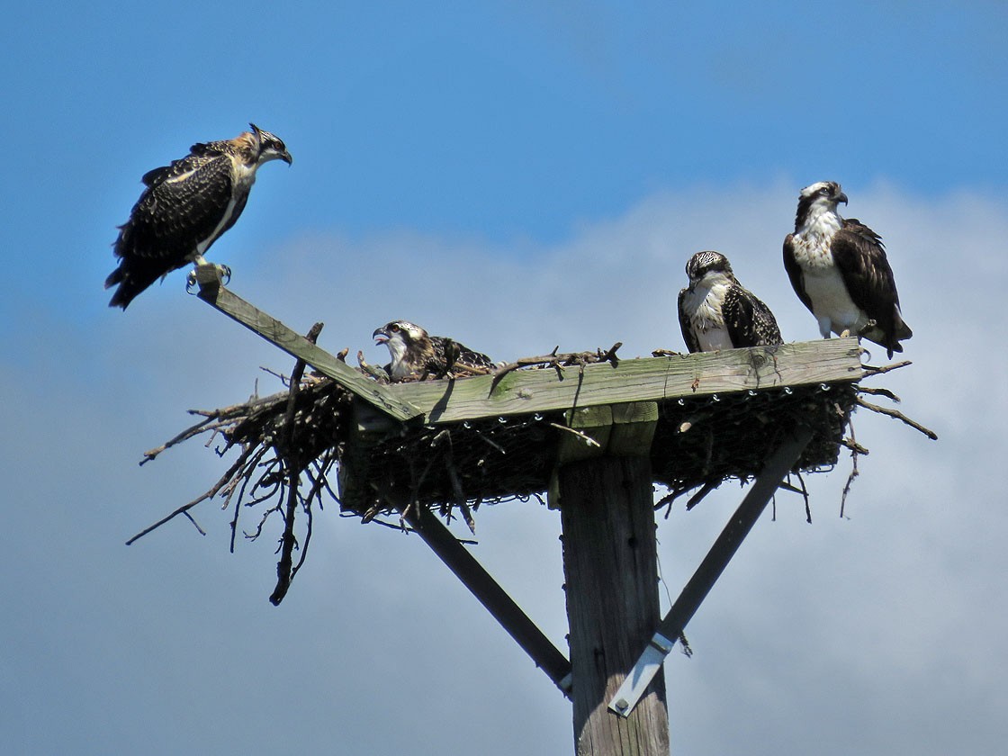 Osprey - Thomas Schultz