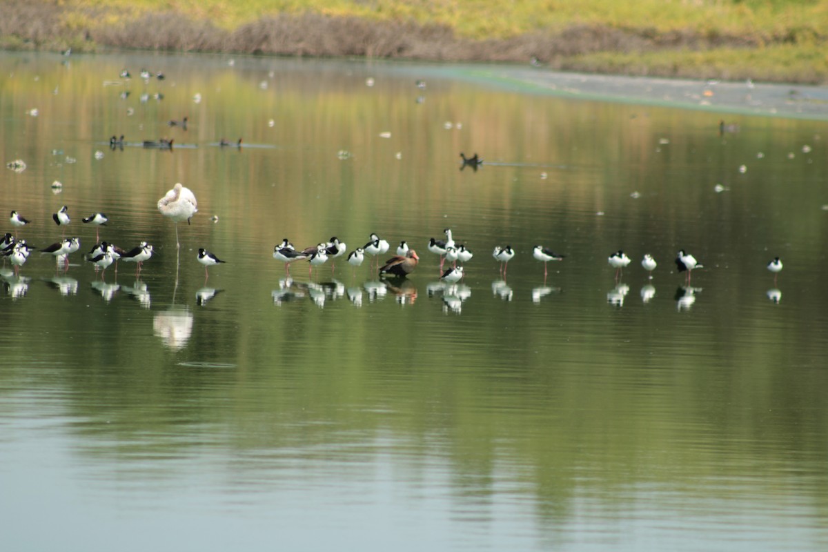 Black-bellied Whistling-Duck - ML251243691