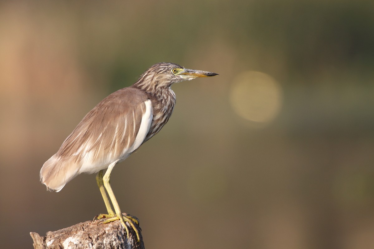 Indian Pond-Heron - ML251244041