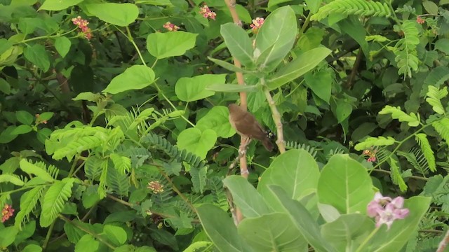 Scaly-breasted Munia - ML251244091