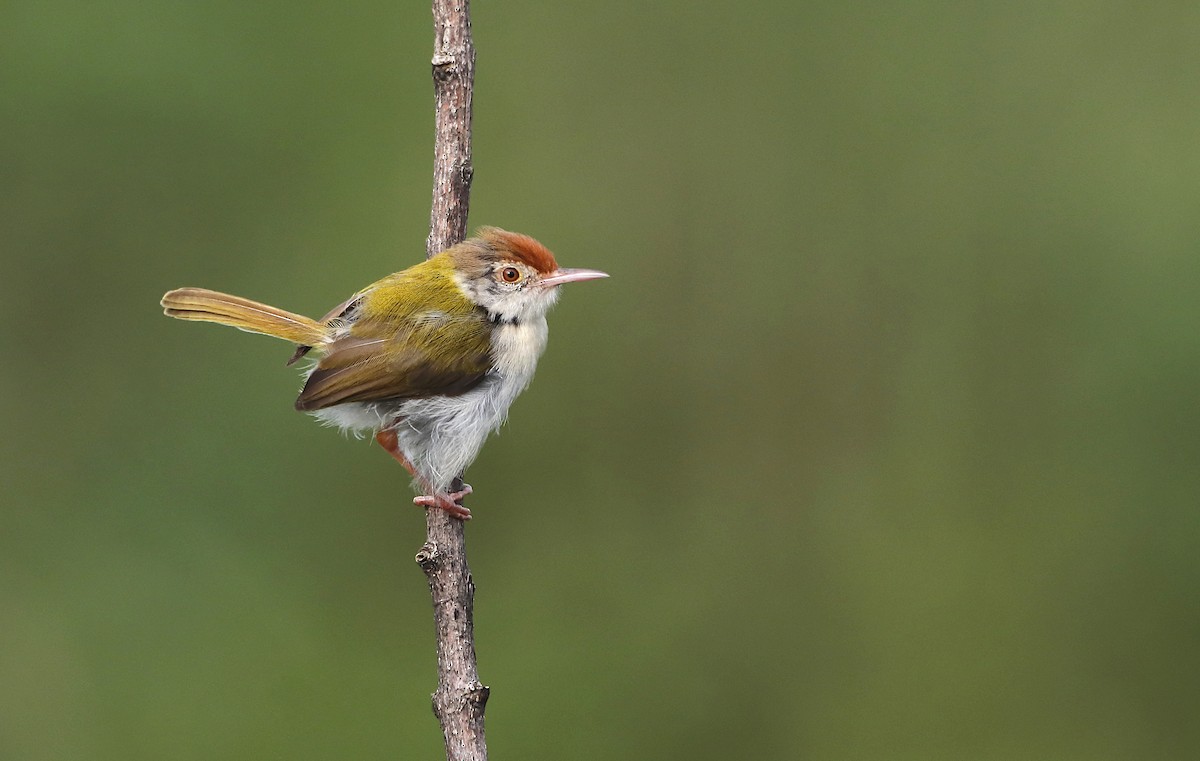 Common Tailorbird - ML251244101