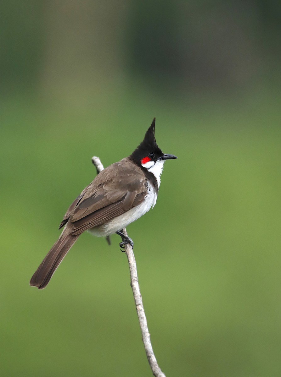 Red-whiskered Bulbul - Novelkumar M S