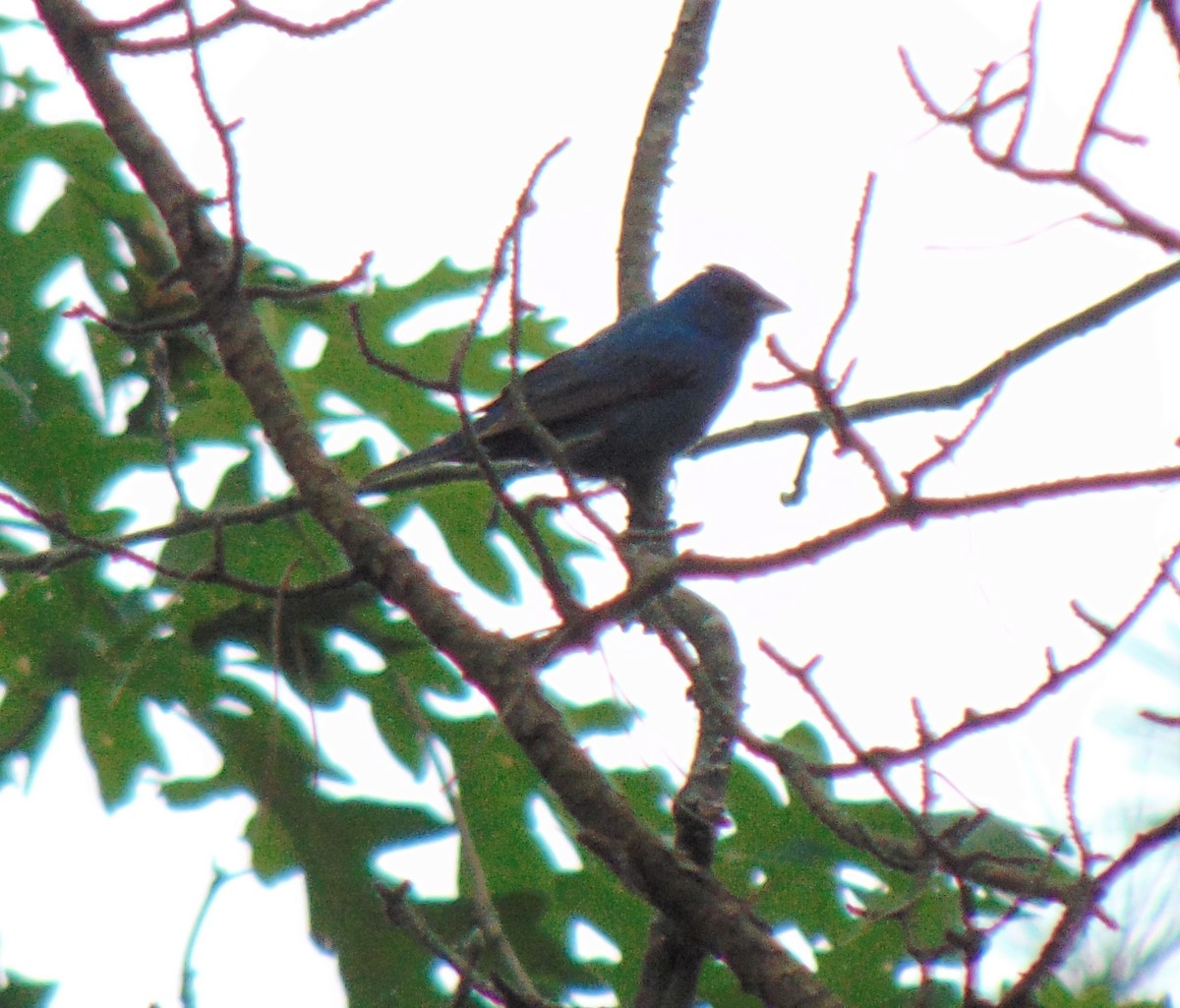 Indigo Bunting - sean greene