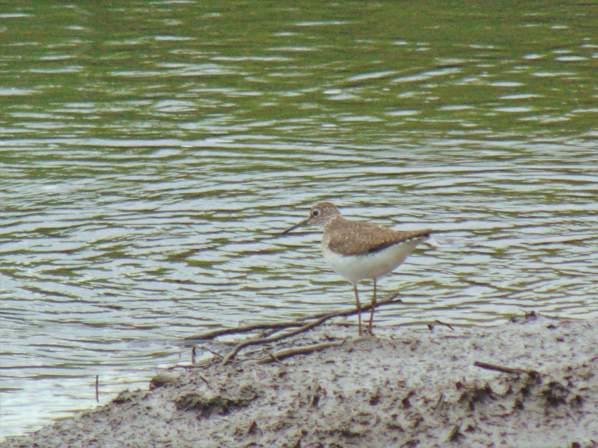 Solitary Sandpiper - sean greene