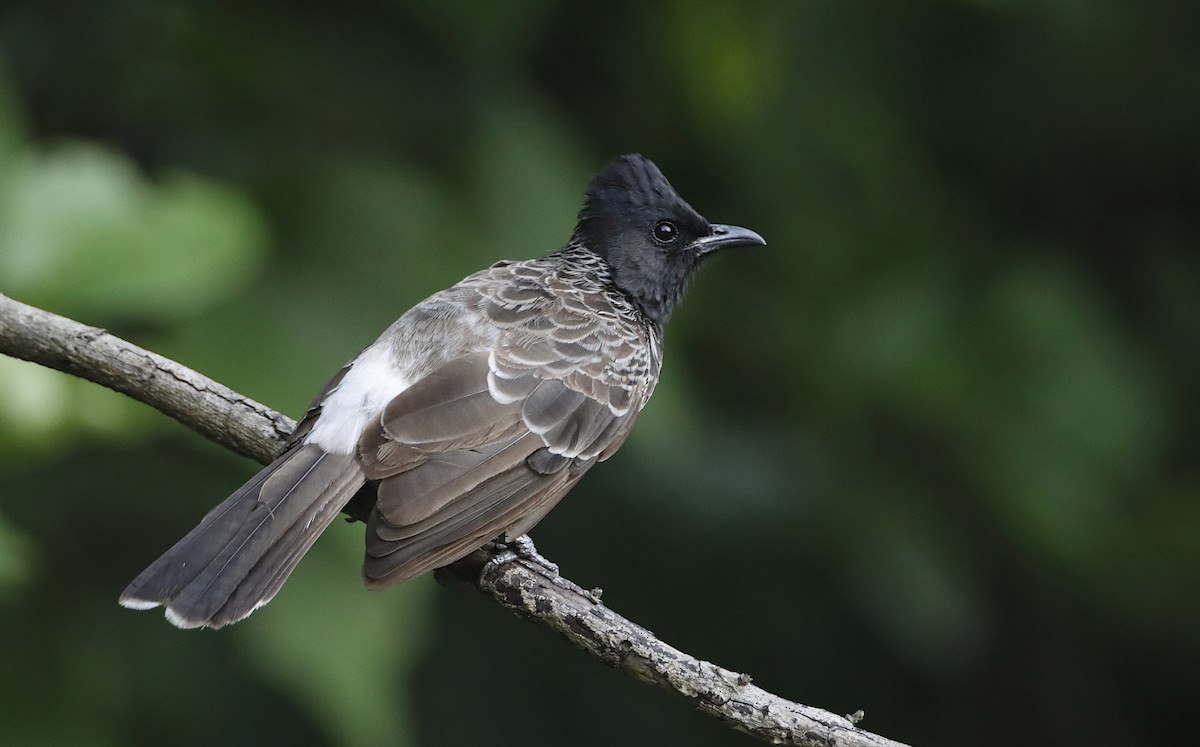 Red-vented Bulbul - Novelkumar M S