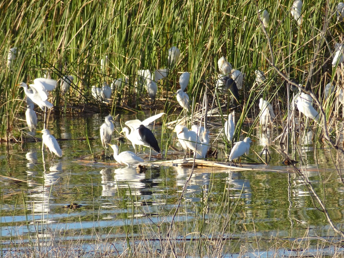 Little Blue Heron - ML25124601