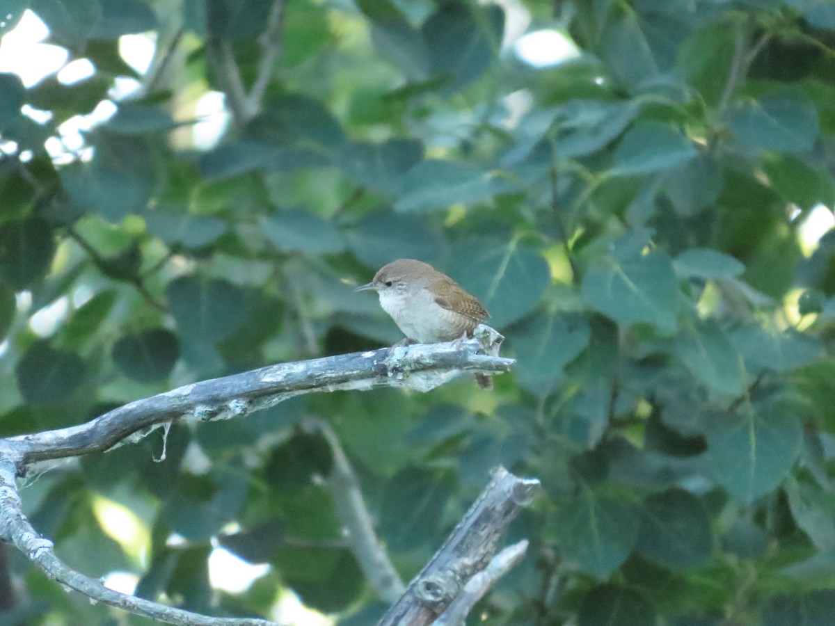 House Wren - ML251249321