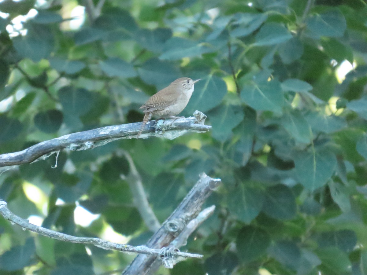 House Wren - ML251249341