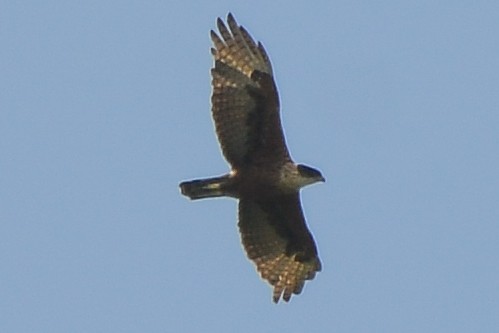 Rufous-bellied Eagle - ML251250291
