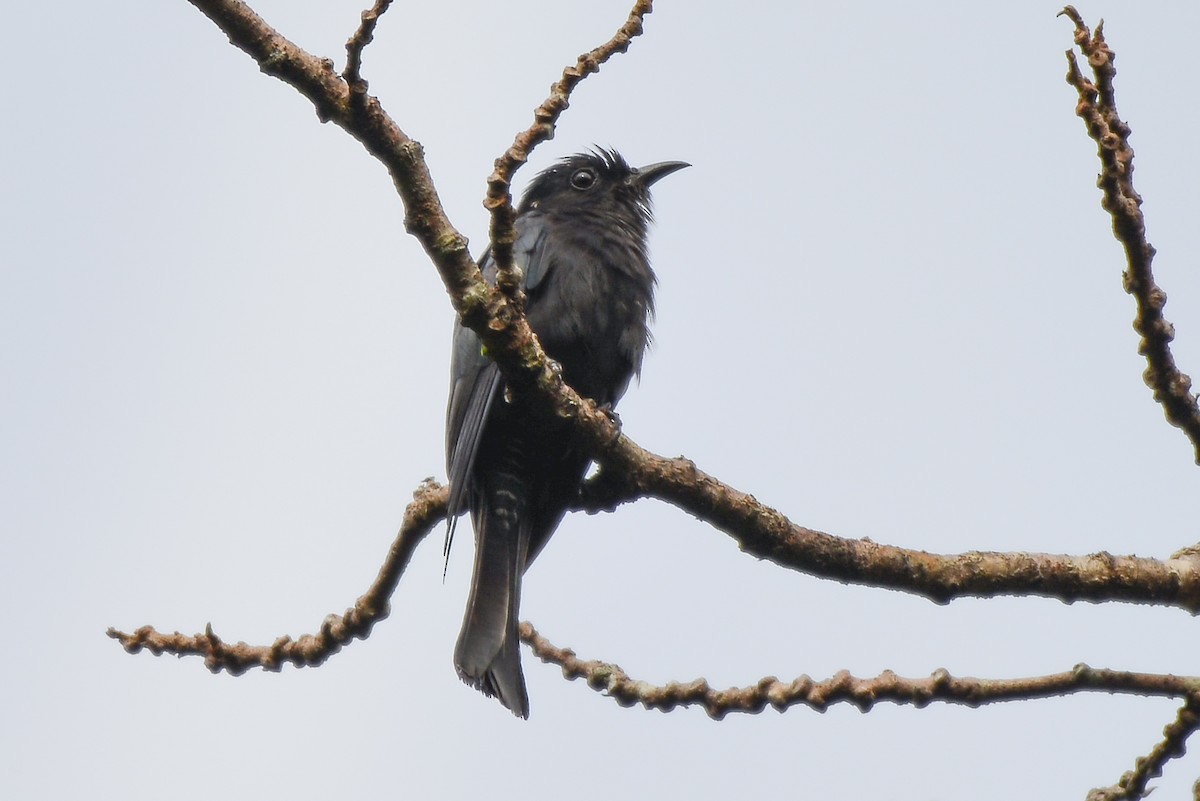 Square-tailed Drongo-Cuckoo - Harn Sheng Khor