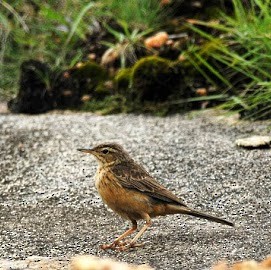 Long-billed Pipit - ML251250641