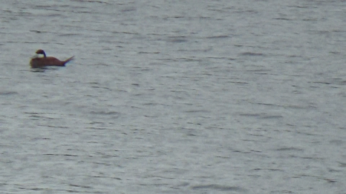 Ruddy Duck - ML251252971