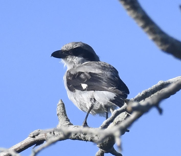 Loggerhead Shrike - ML251253991