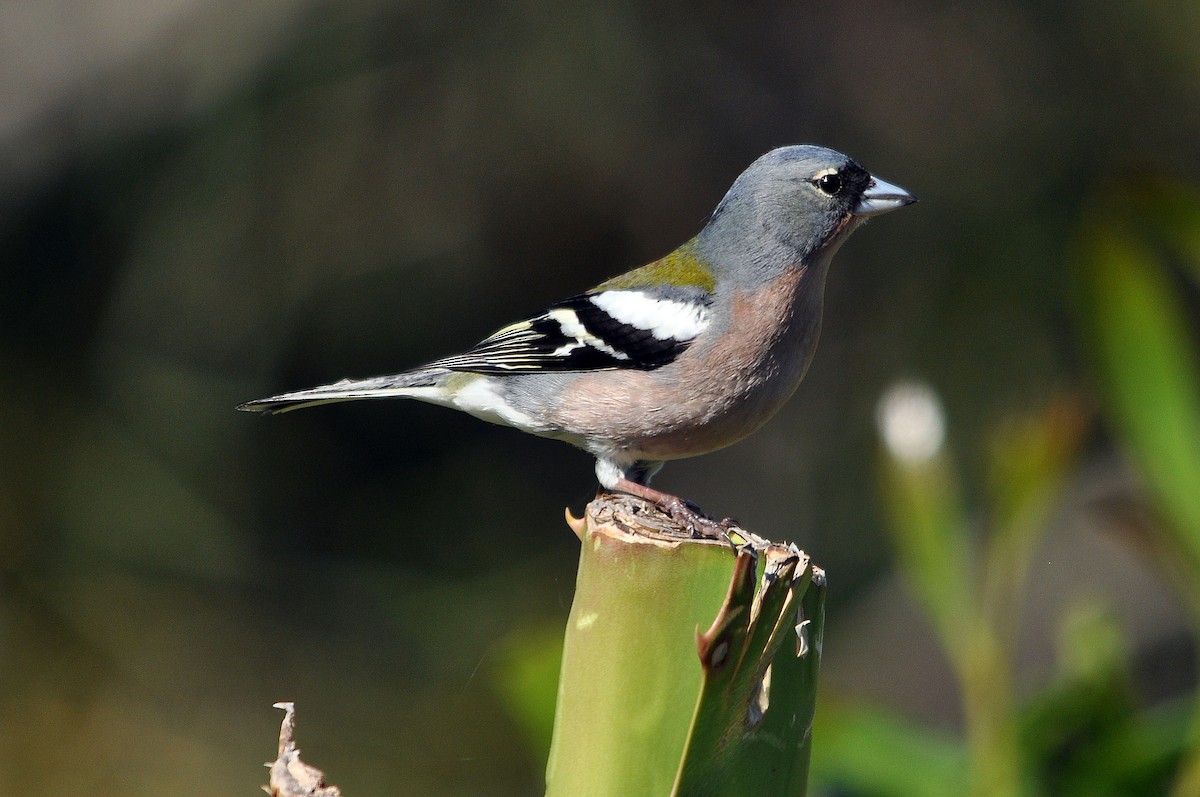 African Chaffinch (African) - ML251254061