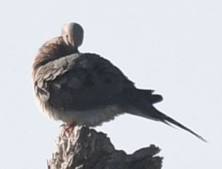 Mourning Dove - Edwin Larson