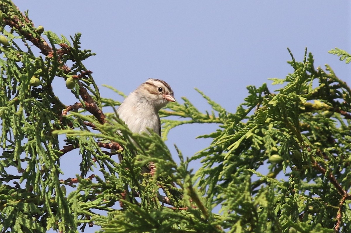 Clay-colored Sparrow - ML251254221