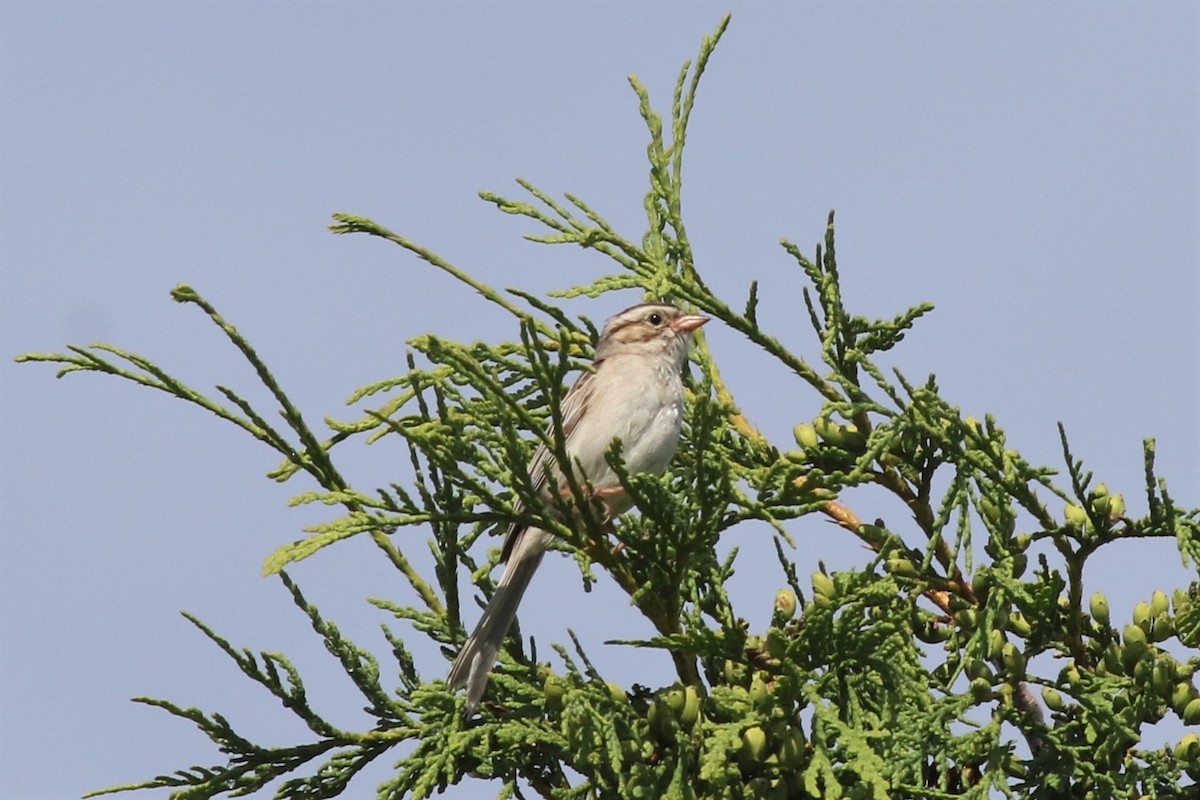 Clay-colored Sparrow - ML251254241