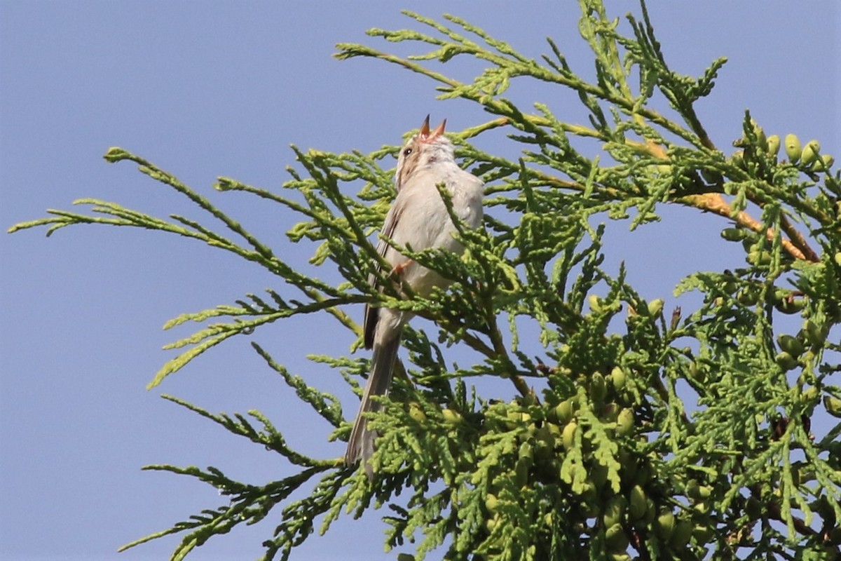 Clay-colored Sparrow - Margaret Viens