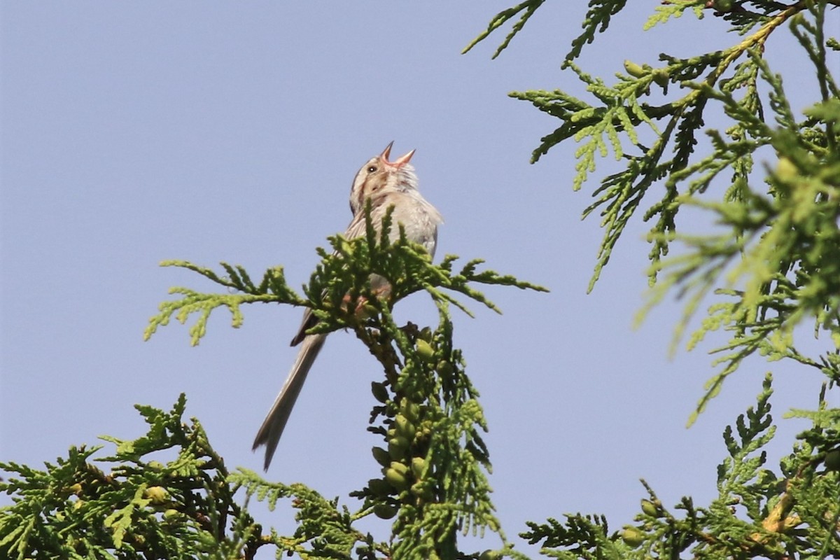 Clay-colored Sparrow - Margaret Viens