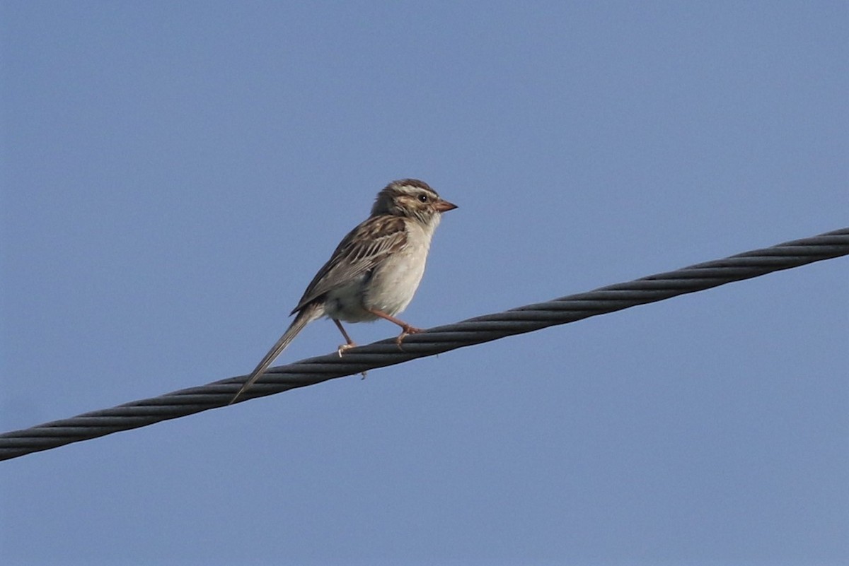 Clay-colored Sparrow - Margaret Viens