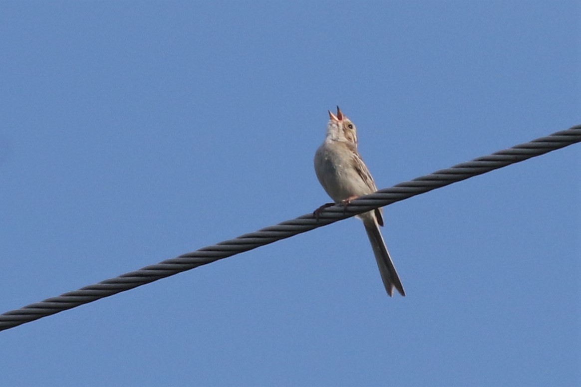 Clay-colored Sparrow - ML251254281