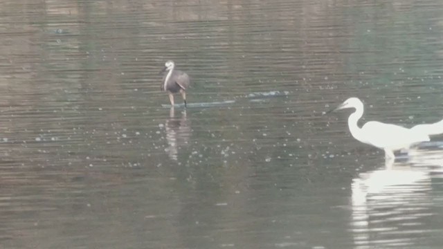 Little Egret - ML251255461