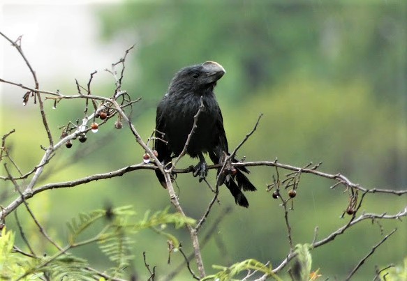 Smooth-billed Ani - ML251256631